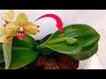 не СТРАШНО! орхидеи с цветоносом из ТОЧКИ роста! съемка на протяжении и спустя 10 месяцев | орхидея