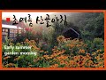 [Sub]  텃밭채소를 매일아침 수확해 먹는 기쁨~!! / Early summer garden morning routine~!!