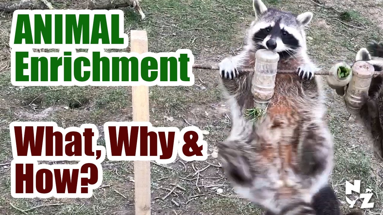 Zoo Animal Enrichment | What, Why & How?