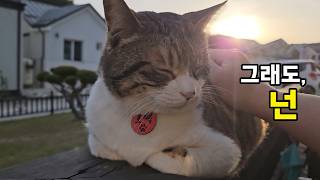 고양이와 물고기, 이별을 대하는 우리의 자세