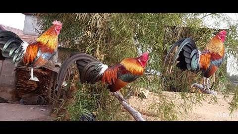 ไก่ต่องามมาก qaib dib mos qua zoo zoo nkauj heev💯