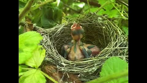 The Blackcap. Nest, chicks,and habitat. 20.7.2021.