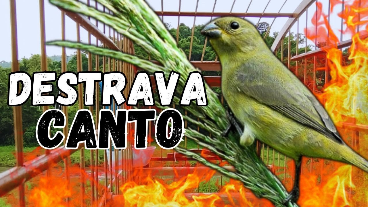 Melhor Piado De Fêmea De Papa Capim Para Foguear Papa capim e Fazer Papa capim canta e canta muito