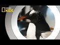 Animal Holiday Traditions and Behaviors