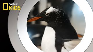 Animals That Give Gifts | National Geographic Kids Nat Geo Subscription Gift