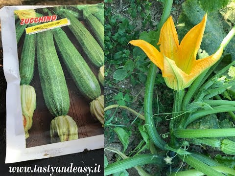Video: Coltivare le zucchine nei giardini in vaso - Come piantare le zucchine in vaso
