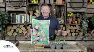 Thalictrum rochebrunianum 'Meadow Rue'