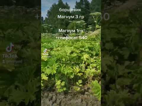 14 дней после