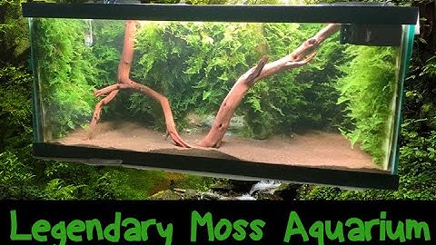 Legendary Moss Wall Aquarium (Real Moss)