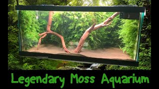 Legendary Moss Wall Aquarium (Real Moss)