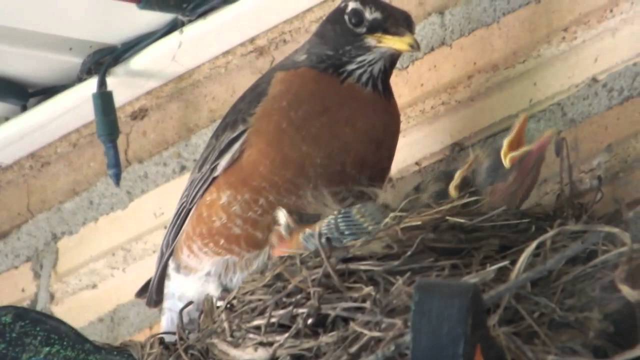 Baby robins; eat poop and repeat. YouTube