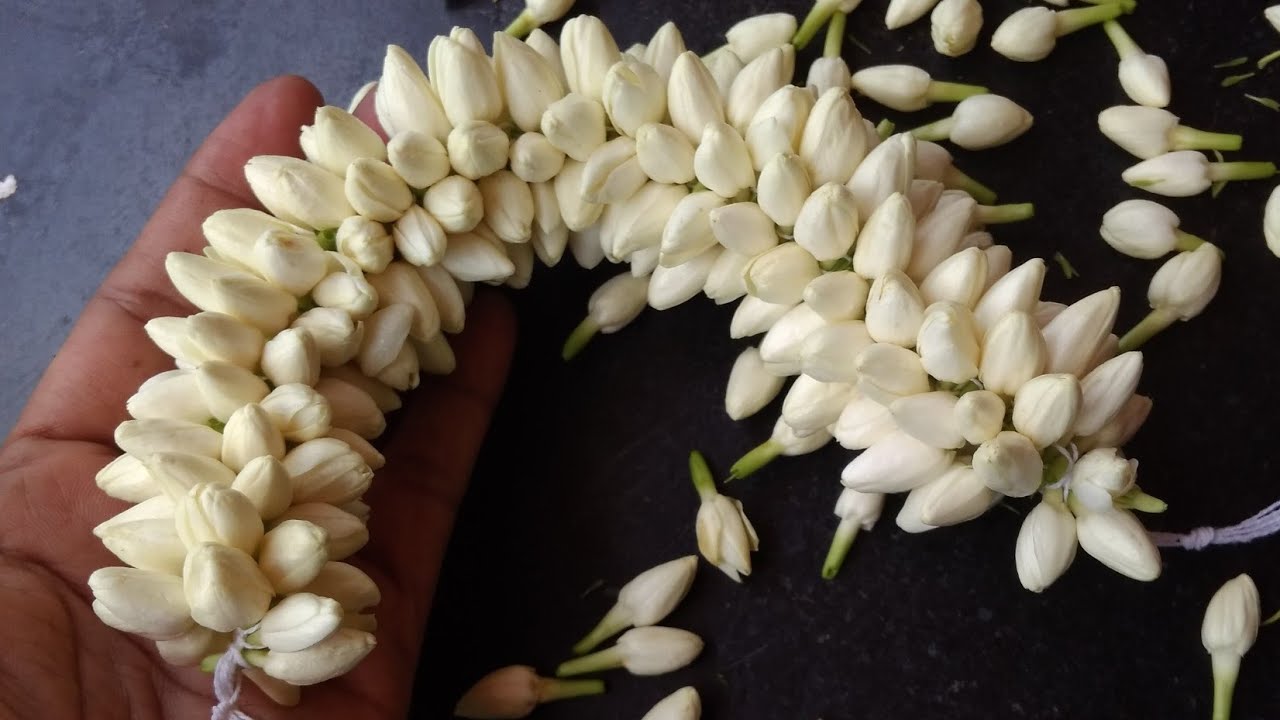 jasmine flower veni/jada veni YouTube