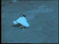 AZUL AZUL EL CANTO DE LAS AVES