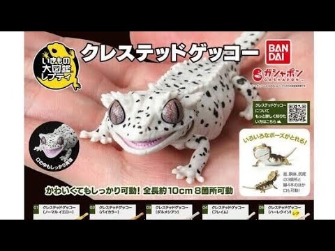 クレステッドゲッコー』いきもの大図鑑レプティ コンプリート