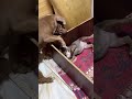 دهب بتاكل بنتها Pitbull Foryou كلاب اكسبلور Pets Americanbully Puppy 