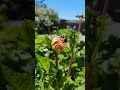 it's bloomin' time! 🌸 #dahlia #flowers #garden #summer #asmr