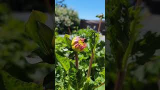 it's bloomin' time! 🌸 #dahlia #flowers #garden #summer #asmr