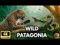 PATAGONIA: The World's Greatest Stage | Full Wildlife Documentary [4K]