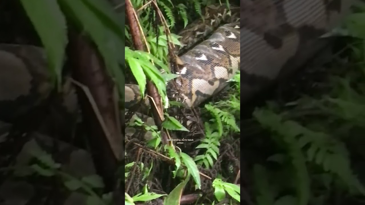 mau mancing malah ketemu beginian, auto kabur temem temen 