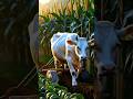 🐄🐵"The Hardworking Cow &amp; The Mischievous Monkeys 🔥🌽 #shorts #ytshorts #ai