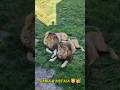 Simba&amp;Mufasa in Safari Land Germany 🇩🇪 | Live Lion Footage #Wildlife #shorts #SimbaMufasa #LionKing