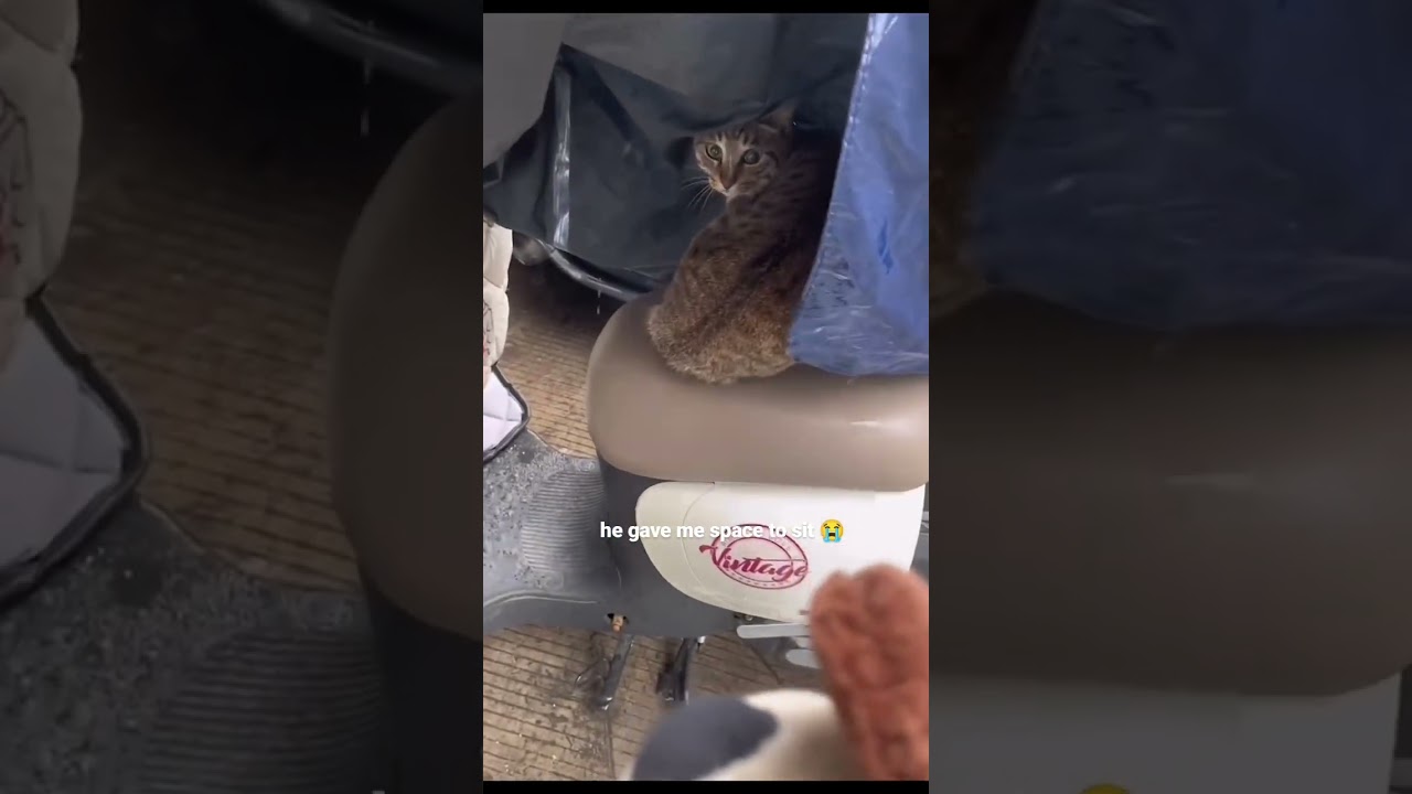 'you want shelter too'Follow 