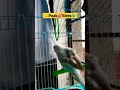 singing practice  of lovebirds🐦 #peakybirds #lovebirds #funnybirds #cutebirds