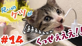 【保護猫】お尻の匂いで失神しかけた子猫 【フレーメン】 【保護猫】お尻の匂いで失神しかけた子猫 【フレーメン】