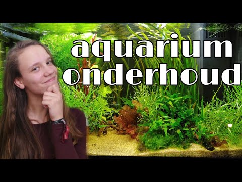 Video: Aquariumvissen Haan: Onderhoud En Verzorging