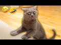 笑ったら負け 😅 2025年版！最高に面白い猫と犬の動画 😻🐶