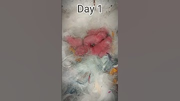 baby rabbits growth ( Day 1 to 15 ) #rabbit #bunny