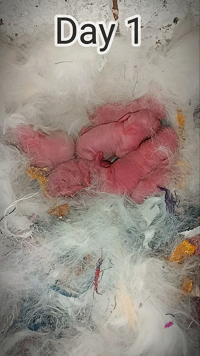 Pertumbuhan bayi kelinci (Hari 1 sampai 15) #kelinci #kelinci