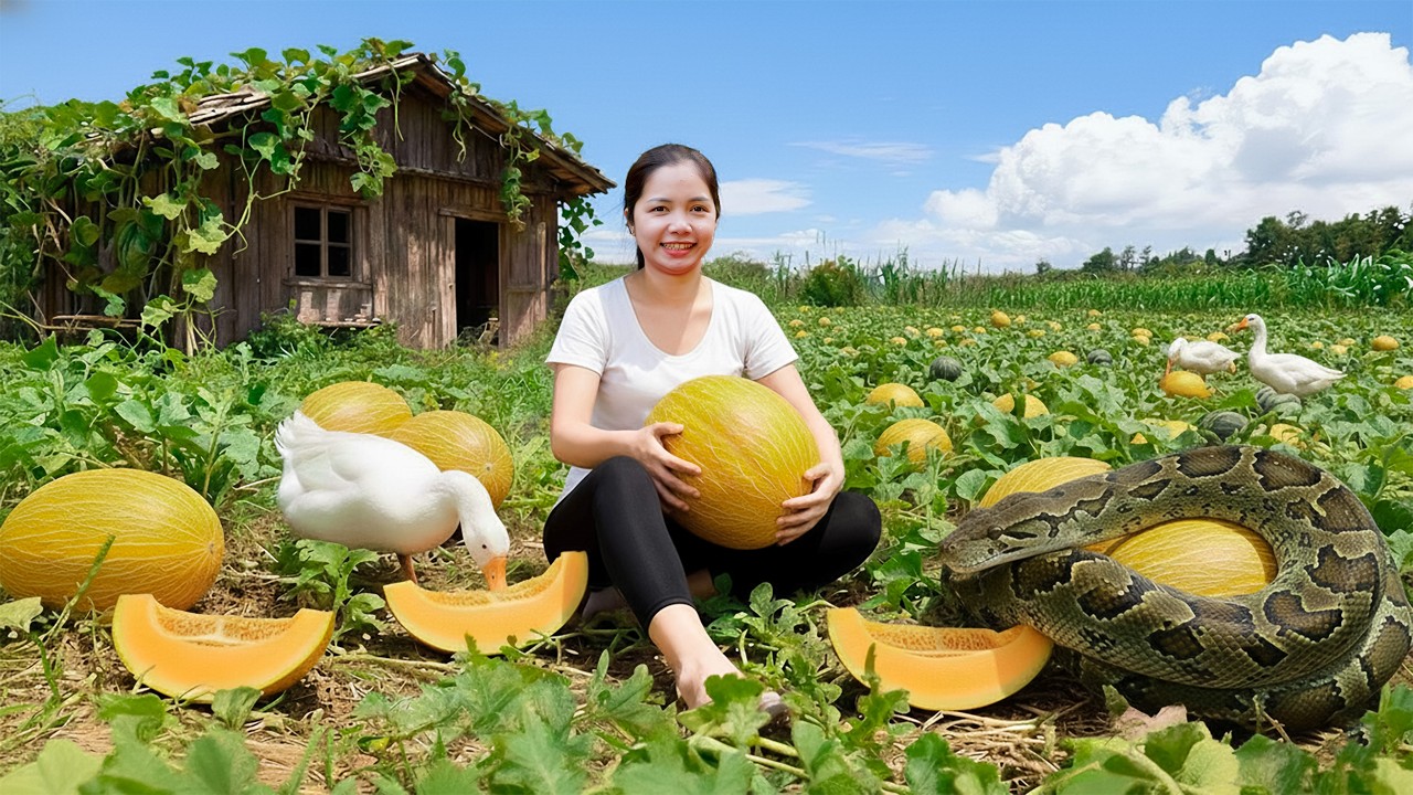 How to Harvesting 1000+Kg Oriental Melon Goes To Market Sell | Phuong Daily Life
