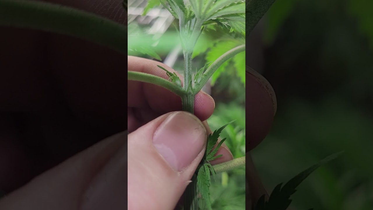 determining cannabis plant sex early in growth cycle.