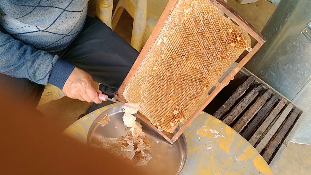 Honey bee, 🐝  मधु / शहद निकालने की प्रक्रिया-2
