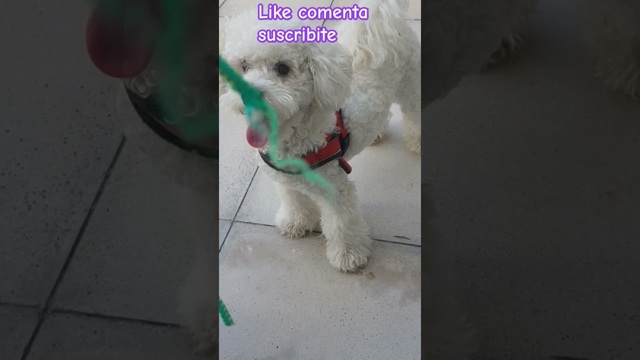 #bichon