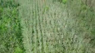 Job Drone Di Era New Normal, Survey Lokasi Jetty Kebun Sawit