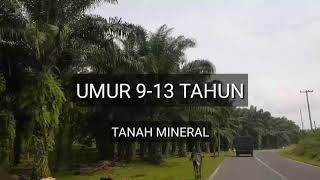 Inilah jenis & dosis pemupukan sawit umur 9 tahunan pada tanah mineral