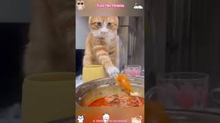 This Cat Has Zero Brain Cells 😂#funnycats #catfails #sillykittens #chaoticcat #shortvideo #pets