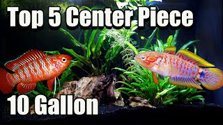 Top 5 Center Piece Fish for Your 10 Gallon Fish Tank!