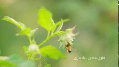 ..::|| آيات النحل ||::.. هاني الشمري