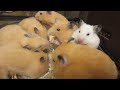 みんな すっかり大きくなりました