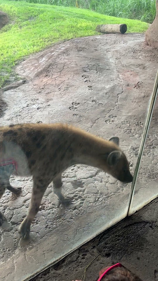 Is this usual? Swirling Hyenas Head @ Busch Gardens Tampa Florida #