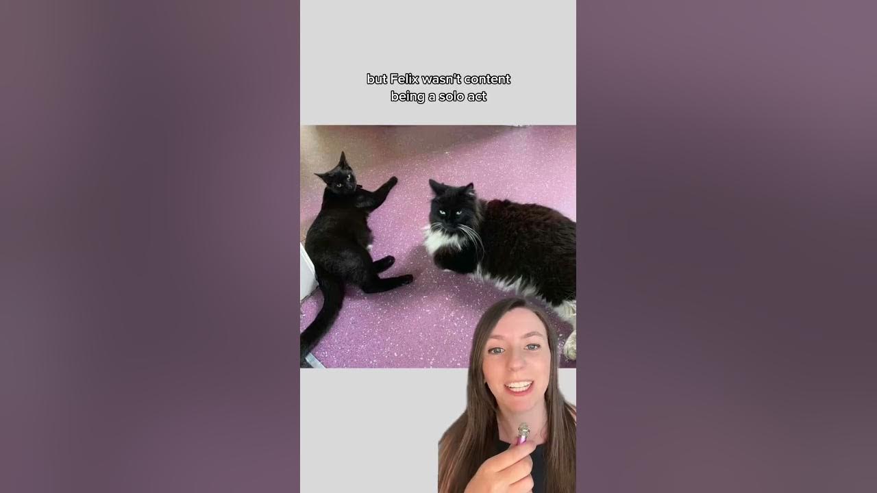 Cat news of the day meet Felix and Bolt, the station cats at