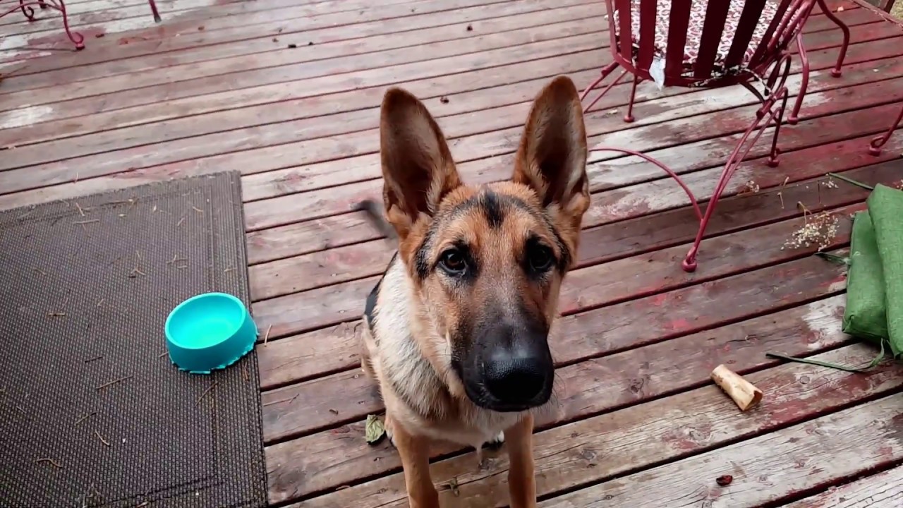 German Shepherd and Labrador Pit Mix Playing in the Yard | Decorating ...