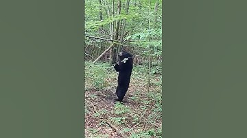 Black Bear Breaks Grapevine Mock Scrape #mockscrape #bears