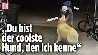 Der schlechteste Wachhund der Welt: Knuddeln mit dem Dieb