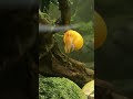 Mission Impossible: Mystery Snail Edition