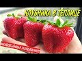 ВЫРАЩИВАНИЕ КЛУБНИКИ ПО МАЛООБЪЁМНОЙ ТЕХНОЛОГИИ/Вот такой урожай клубники!!!