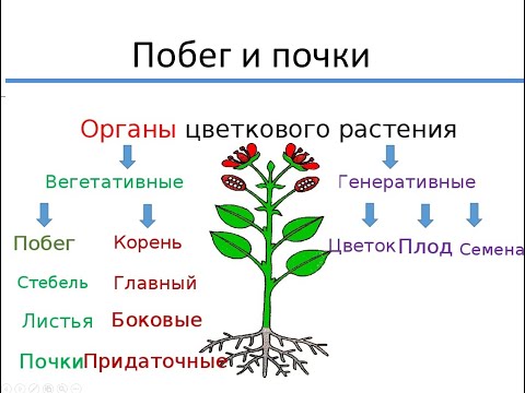 Побег и почки. Наружное строение листа